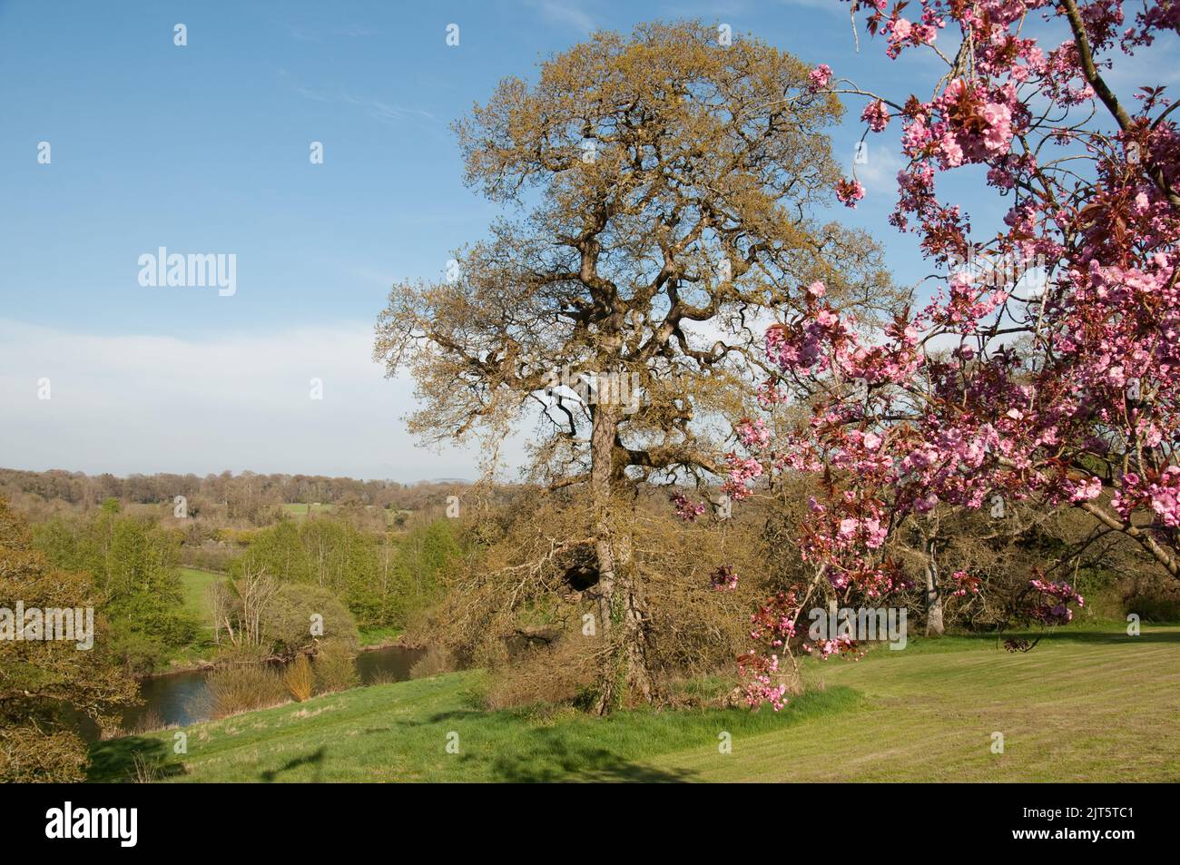 Cherry Blossom, giardini, Mount Juliet Estate (hotel e campo da golf), Thomastown, Co. Kilkenny, Eire Foto Stock