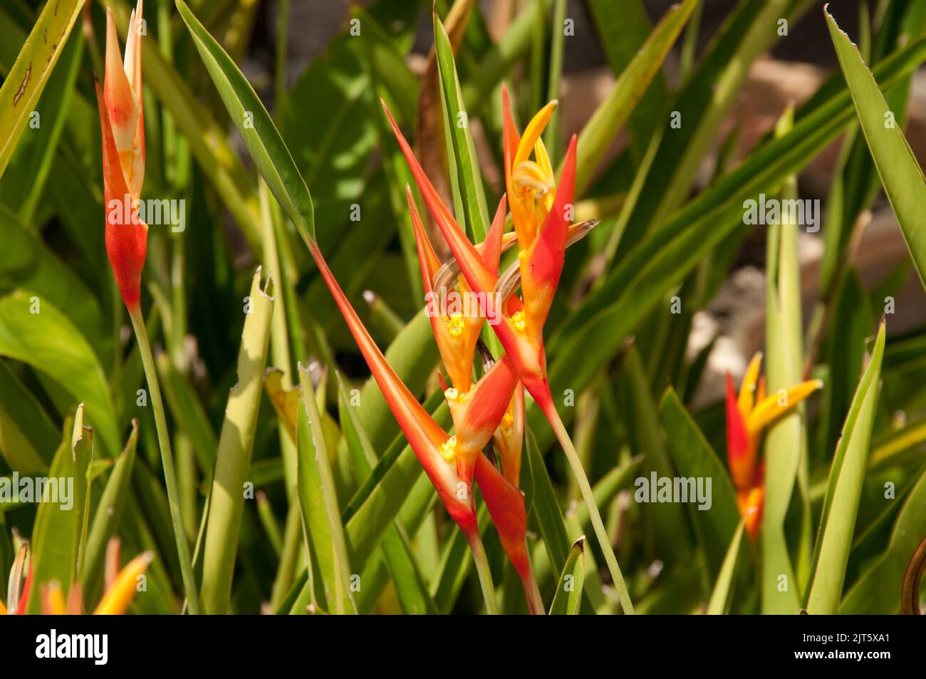 Birds of Paradise, George Town, Penang, Malesia, Asia Foto Stock