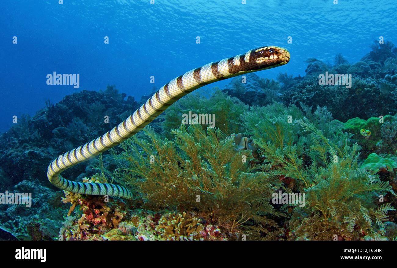 Banded Sea Krait, OR, Yellow-lipped Sea Krait (Laticauda colubrina), un tipo di serpente di mare velenoso, Isole Nicobare, Isole Andamane, India, Asia Foto Stock