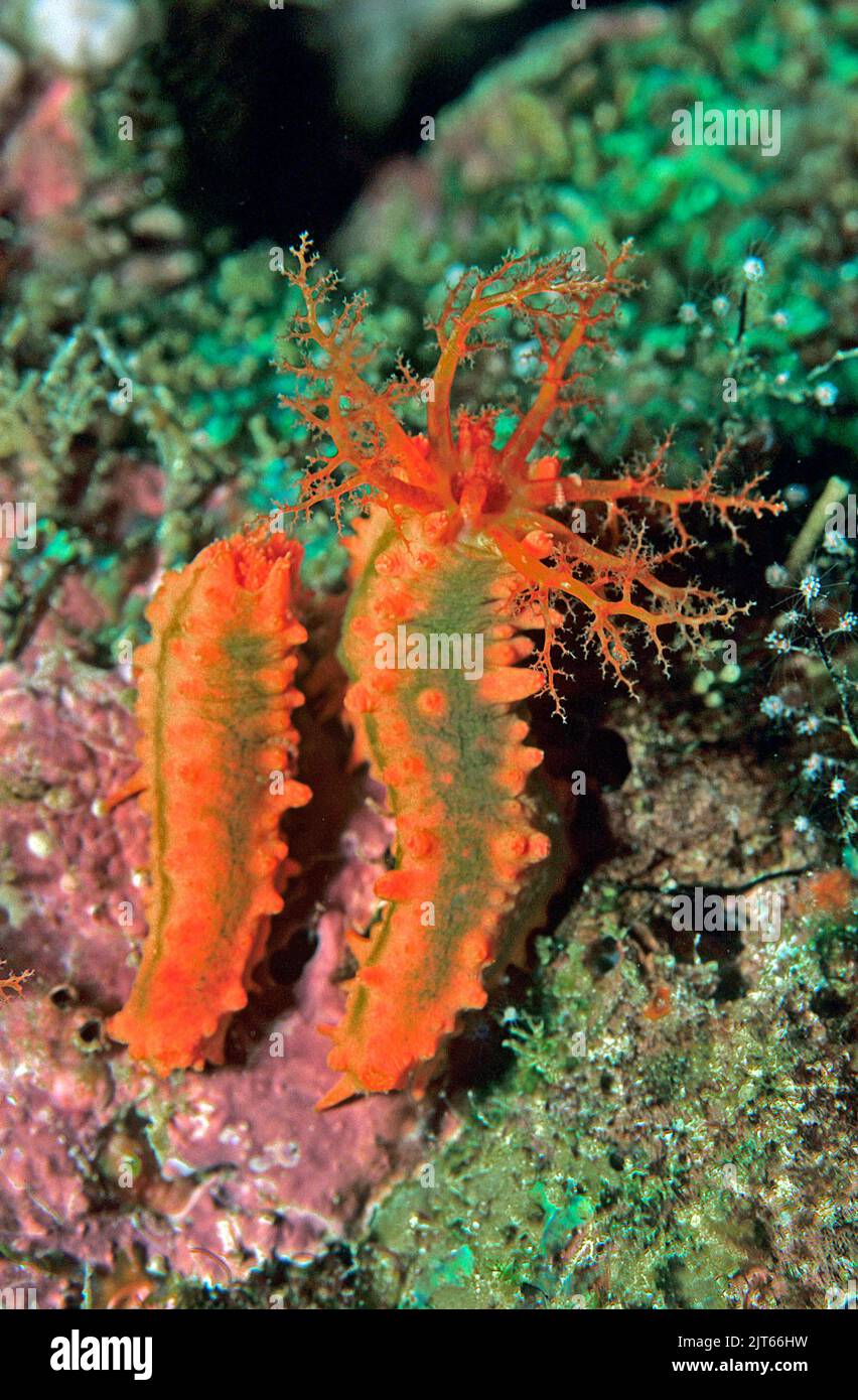 Cetriolo marino (Colochirus cf. Robusta), famiglia Cucumariidae, Borneo, Malesia, Asia Foto Stock