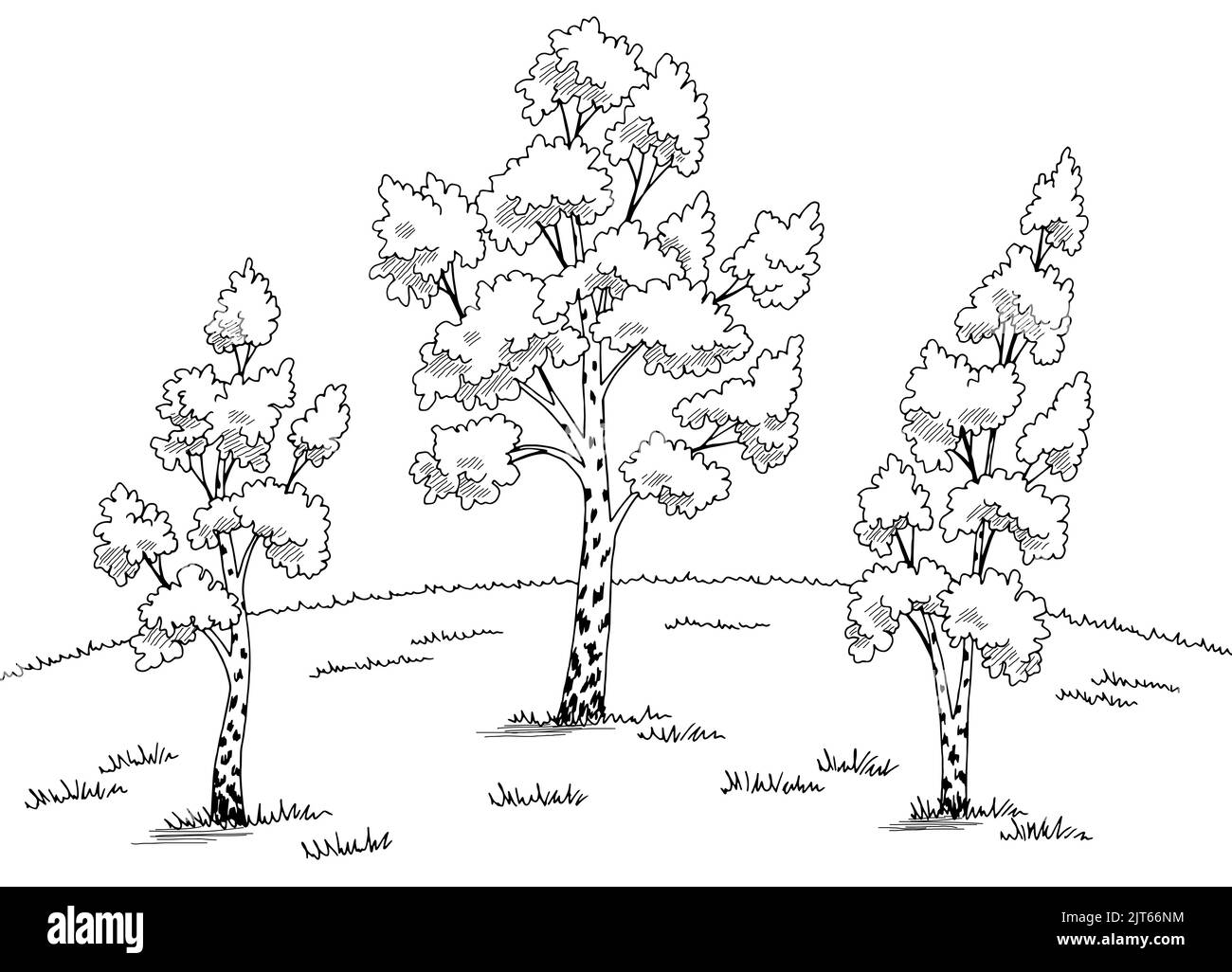 Immagine dell'albero di betulla Foto e Immagini Stock in Bianco e Nero -  Alamy