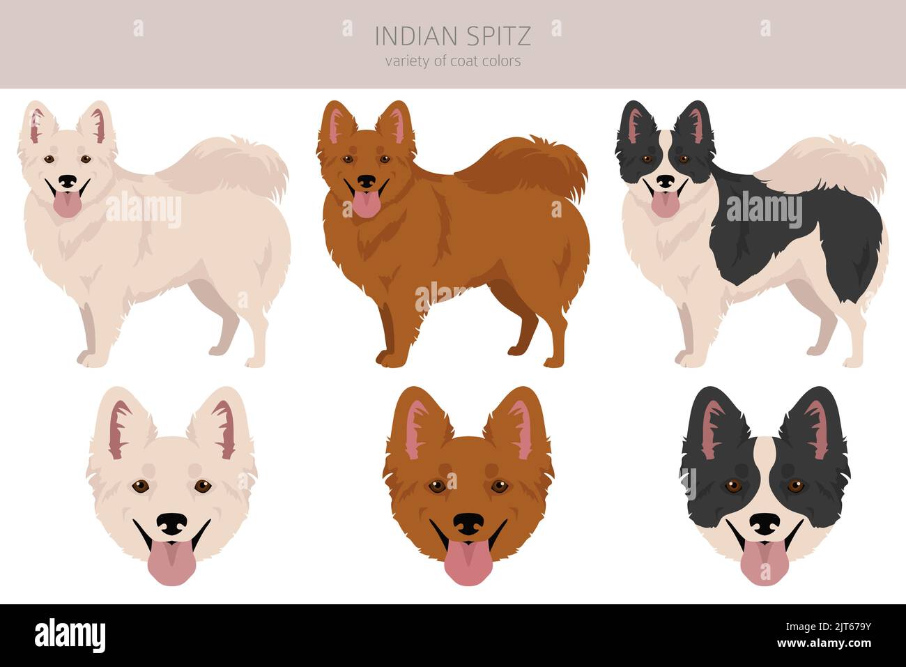 Clipart indiano spitz. Pose diverse, set di colori del mantello. Illustrazione vettoriale Illustrazione Vettoriale