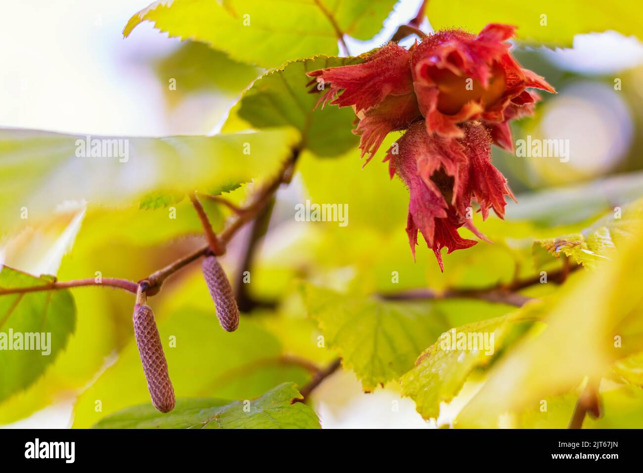 Primo piano delle nocciole nei loro grappoli rossi e foglie di nocciola comune in autunno al tramonto. Un macrofo di nocciole a grappolo appeso ai rami di Foto Stock