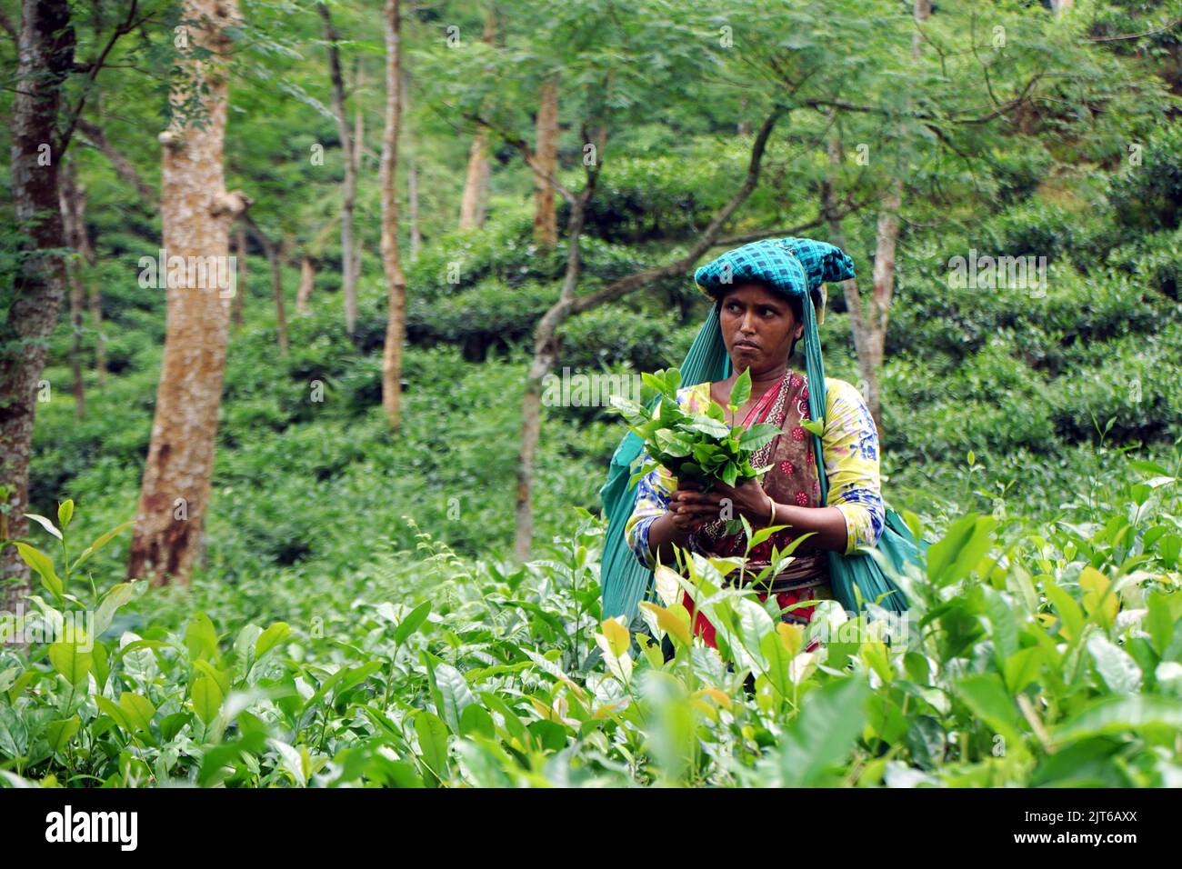 28 agosto 2022, Sylhet, Sylhet, Bangladesh: Gli operatori del tè sono felici, in quanto il salario giornaliero è fissato a TK 170 e gli operai si sono Uniti al lavoro al Lakkatura Tea Garden. L'agitazione di 20 giorni è stata disattivata. Con l'intervento del primo ministro Sheikh Hasina, i salari sono stati aumentati da TK 120 a TK 170. (Credit Image: © MD Akbar Ali/ZUMA Press Wire) Foto Stock