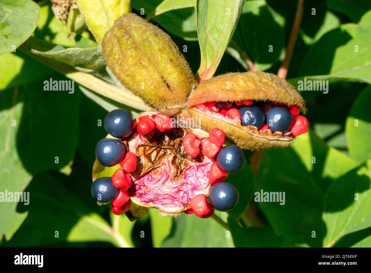 Semi di peonia, lucida maturata, semi, rosso, apertura pod, Bacche, Blu Nero Foto Stock