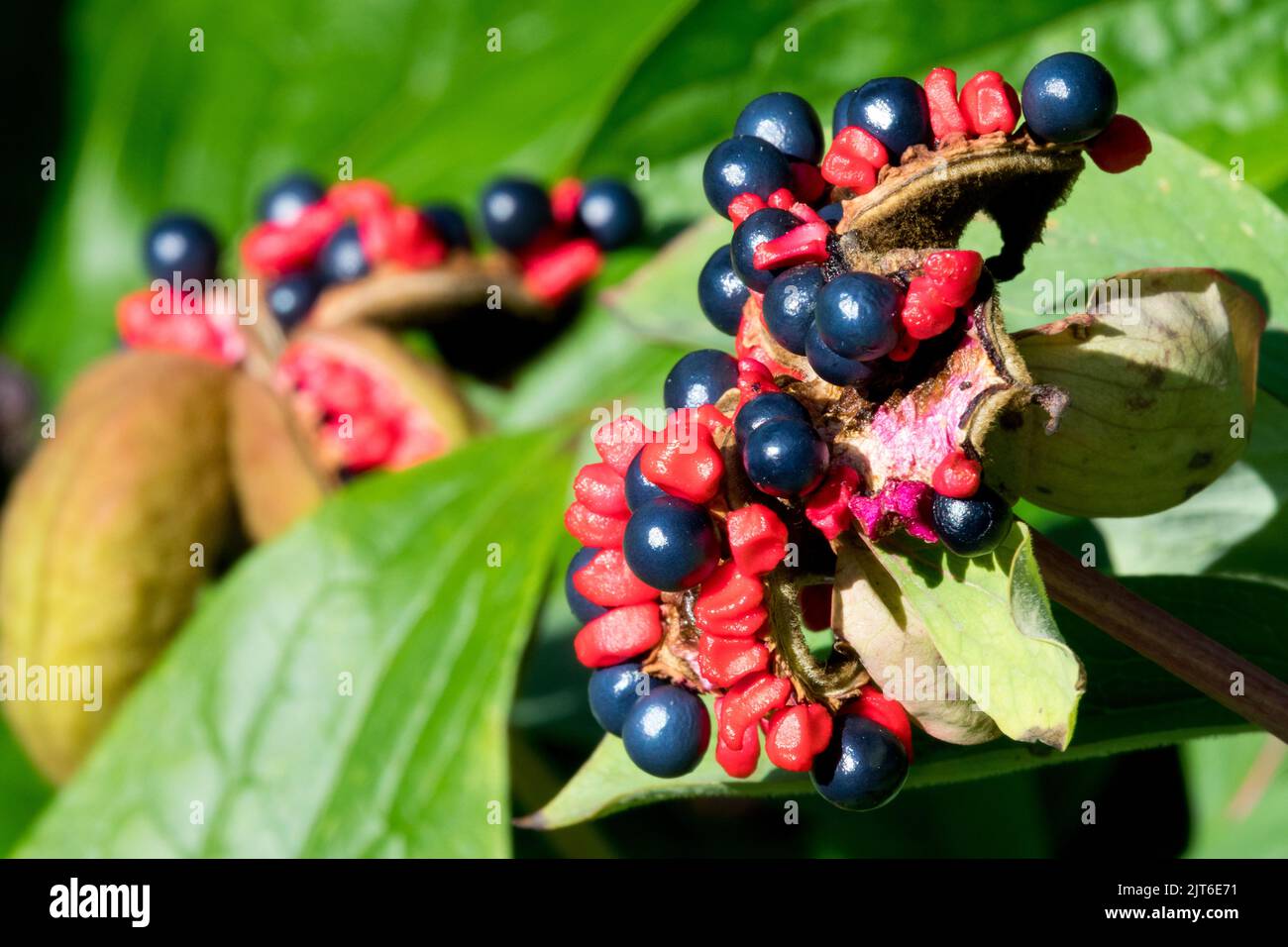 Semi di pony Pod, Paeonia mlokosewitschii, Nero, Berries, semi di testa, Semi, teste di semi Foto Stock