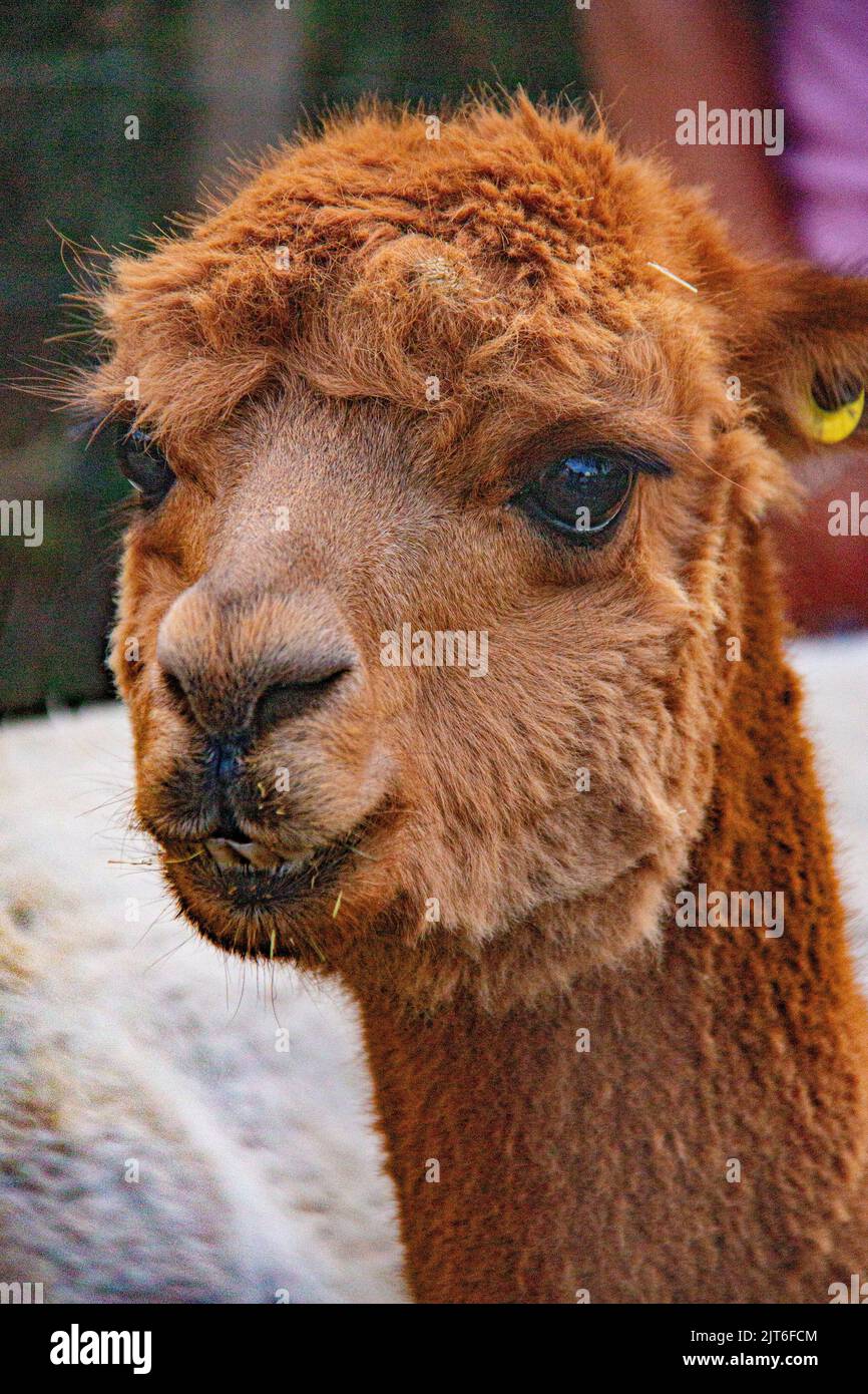 Ritratti di stupende alpaca lanuginose e lanuginose a Meet and Greet, Capstone Farm, Chatham, Kent, Regno Unito Foto Stock