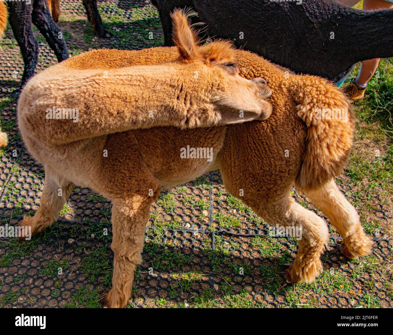 Ritratti di stupende alpaca lanuginose e lanuginose a Meet and Greet, Capstone Farm, Chatham, Kent, Regno Unito Foto Stock