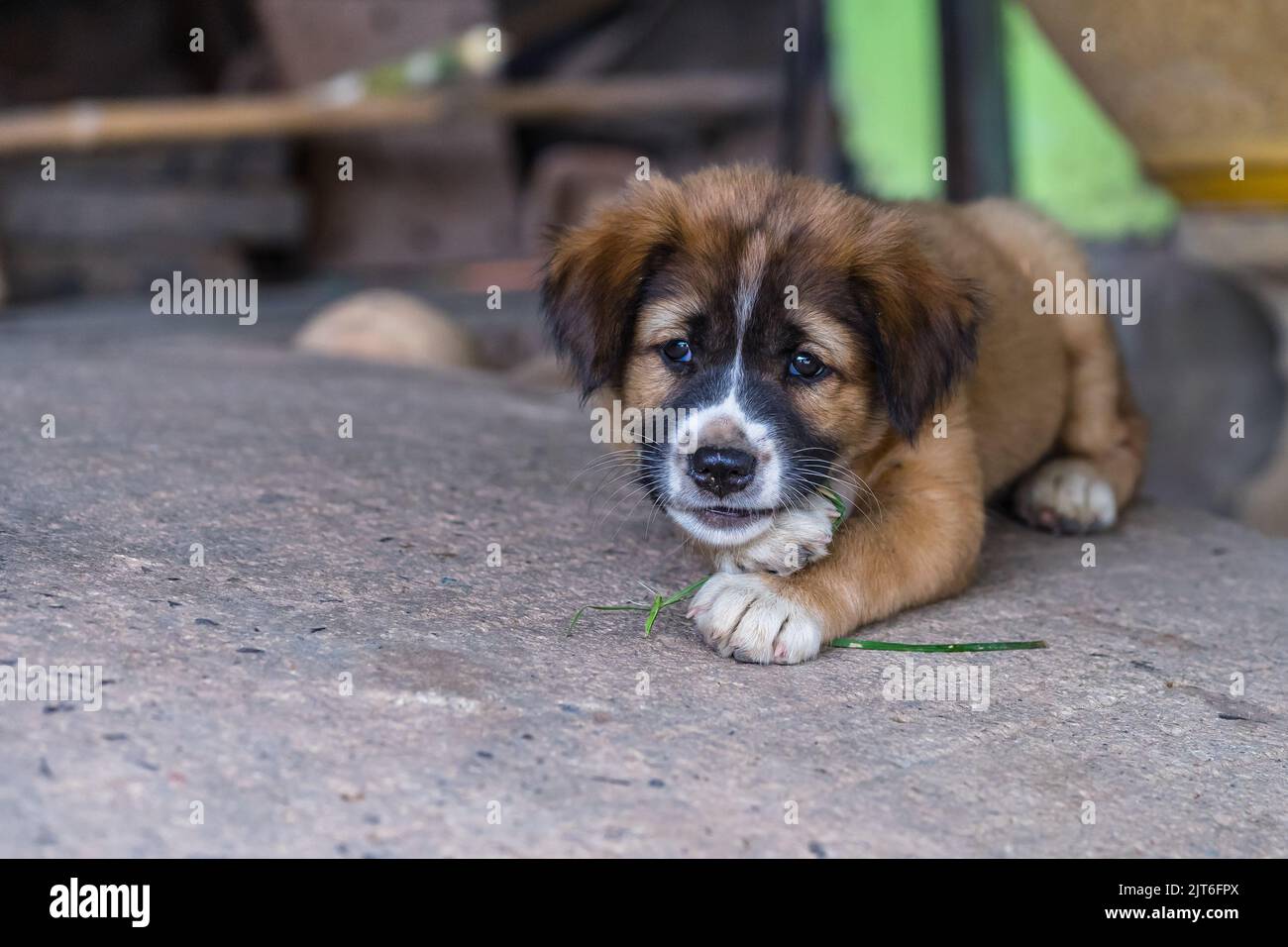 Un adorabile cucciolo che guarda nella fotocamera. Foto Stock
