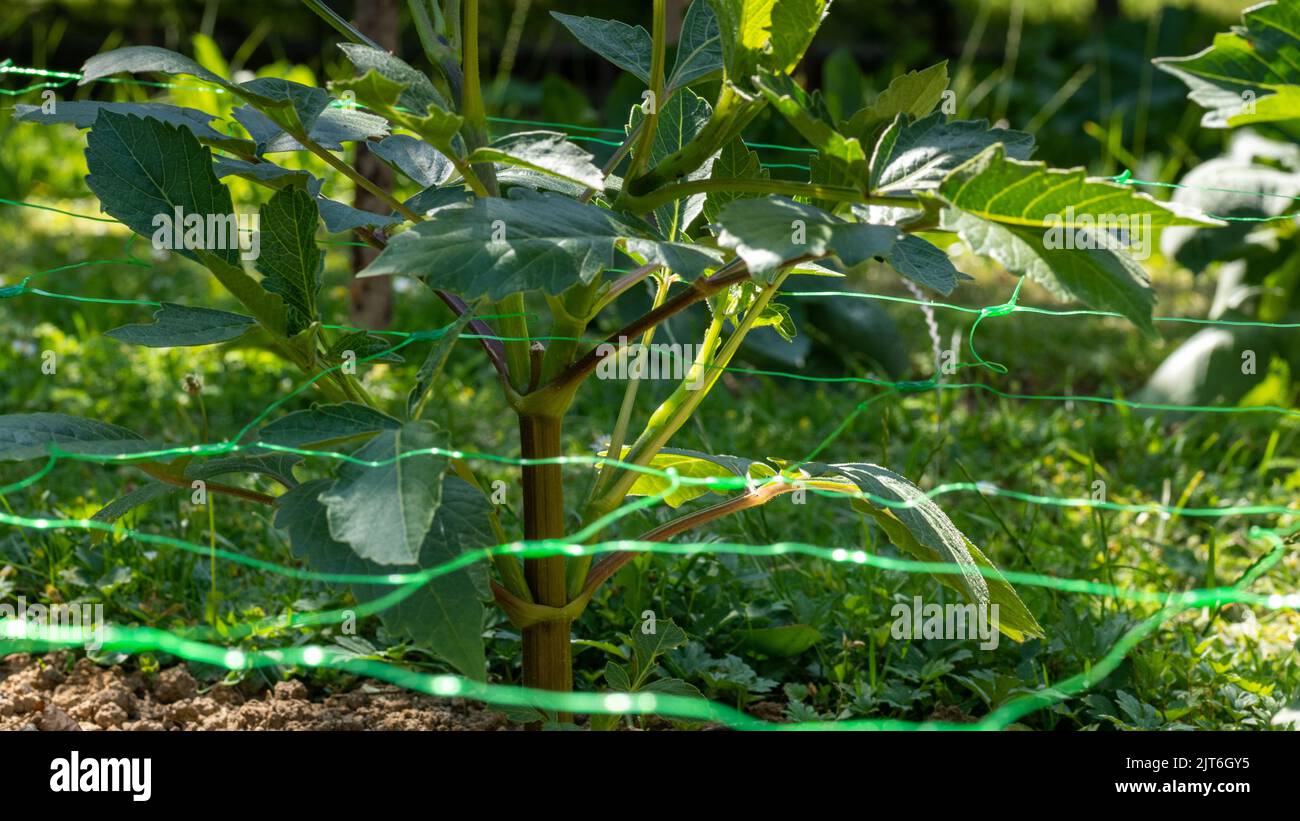 Tagliare la pezza di fiori. Rete di supporto impianto. Utilizzo di reti da giardino in plastica per supportare le piante di dahlia. Foto Stock