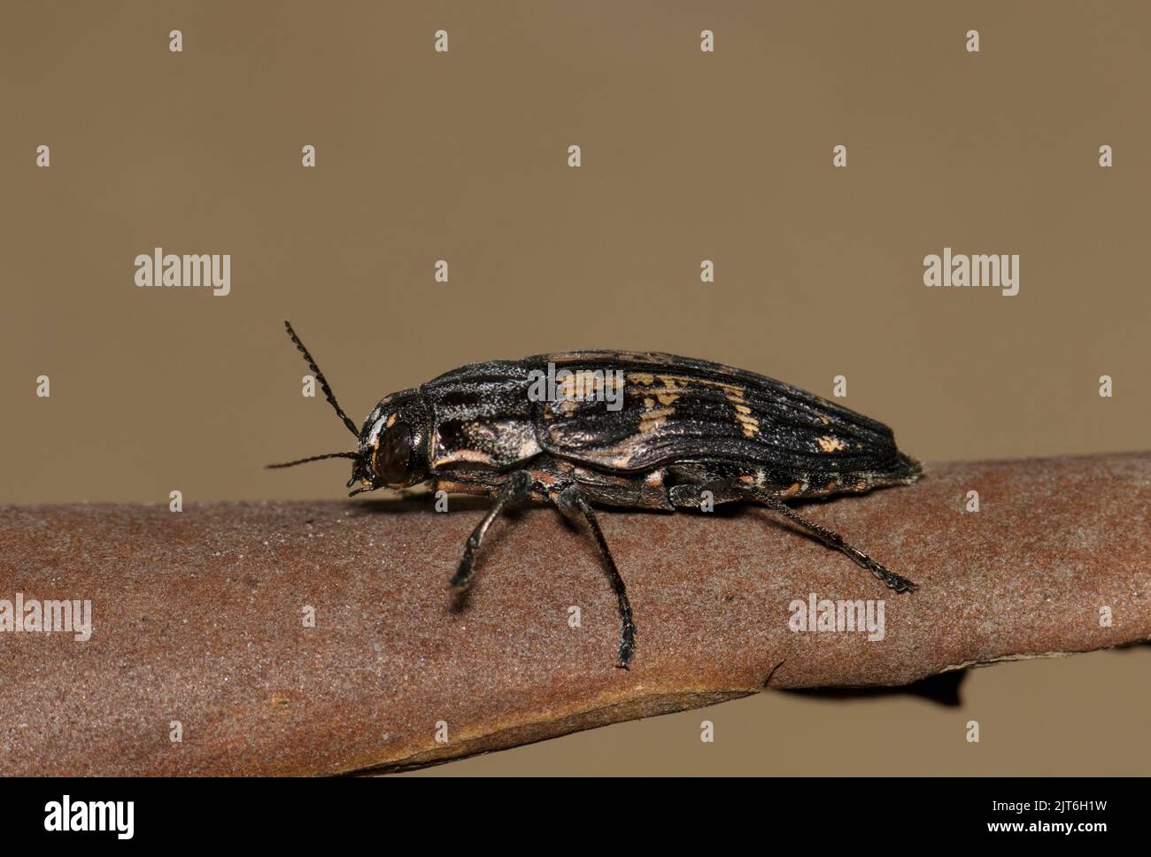 Metallic Wood-Boring Beetle (Bupretis consolaris) su corteccia di piante a Houston, Texas. Vista ventrale macro closeup. Insetto nativo a America del Nord. Foto Stock