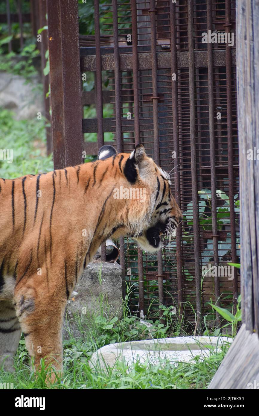 Tigre indiana in una gabbia, guardando lontano dalla macchina fotografica. Foto Stock