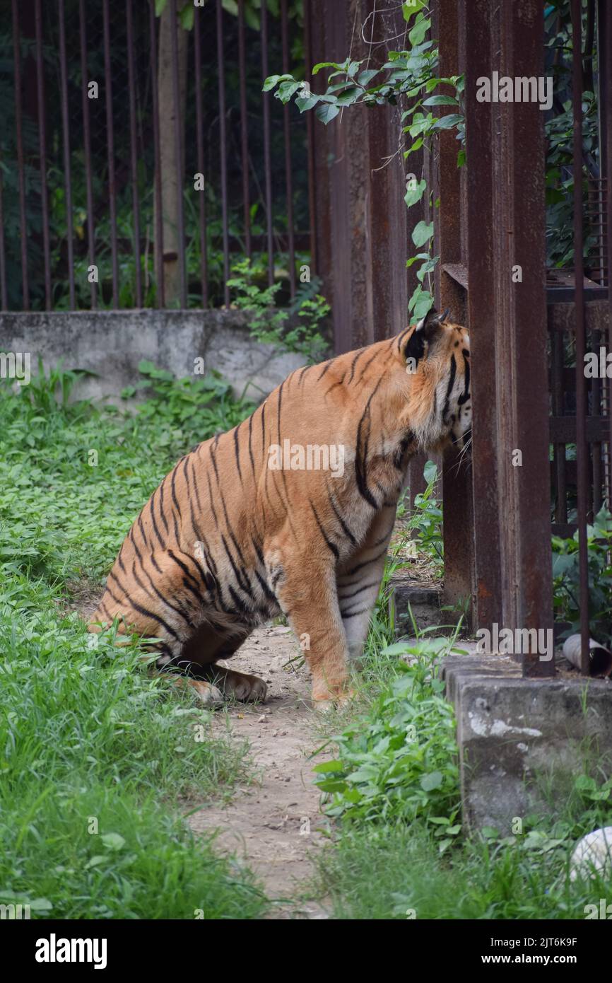Tigre indiana in una gabbia, guardando lontano dalla macchina fotografica. Foto Stock