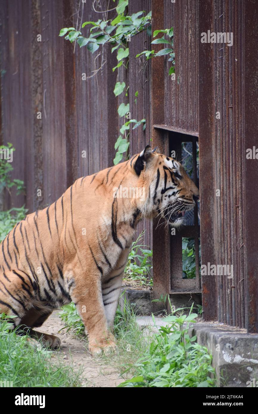 Tigre indiana in una gabbia, guardando lontano dalla macchina fotografica. Foto Stock