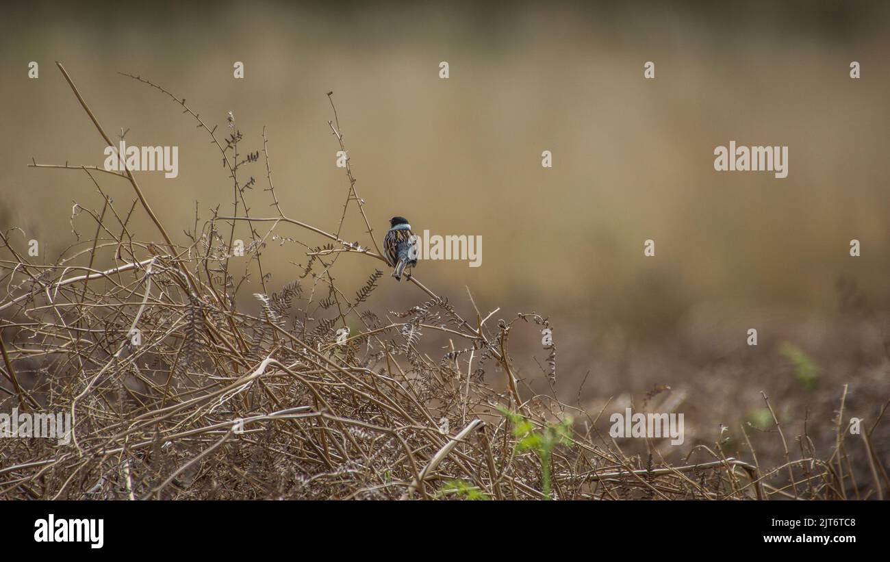 Corvo comune arroccato nel prato Foto Stock