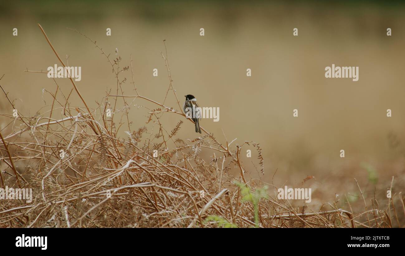 Comune Sparrow nel sottobosco Foto Stock