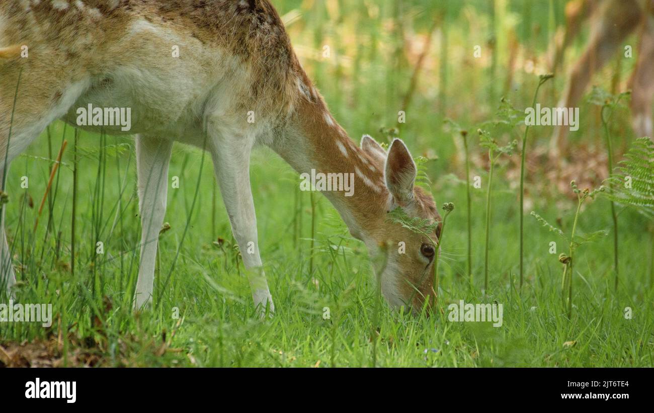 Il Deer di Fallow che pascola nell'erba Foto Stock