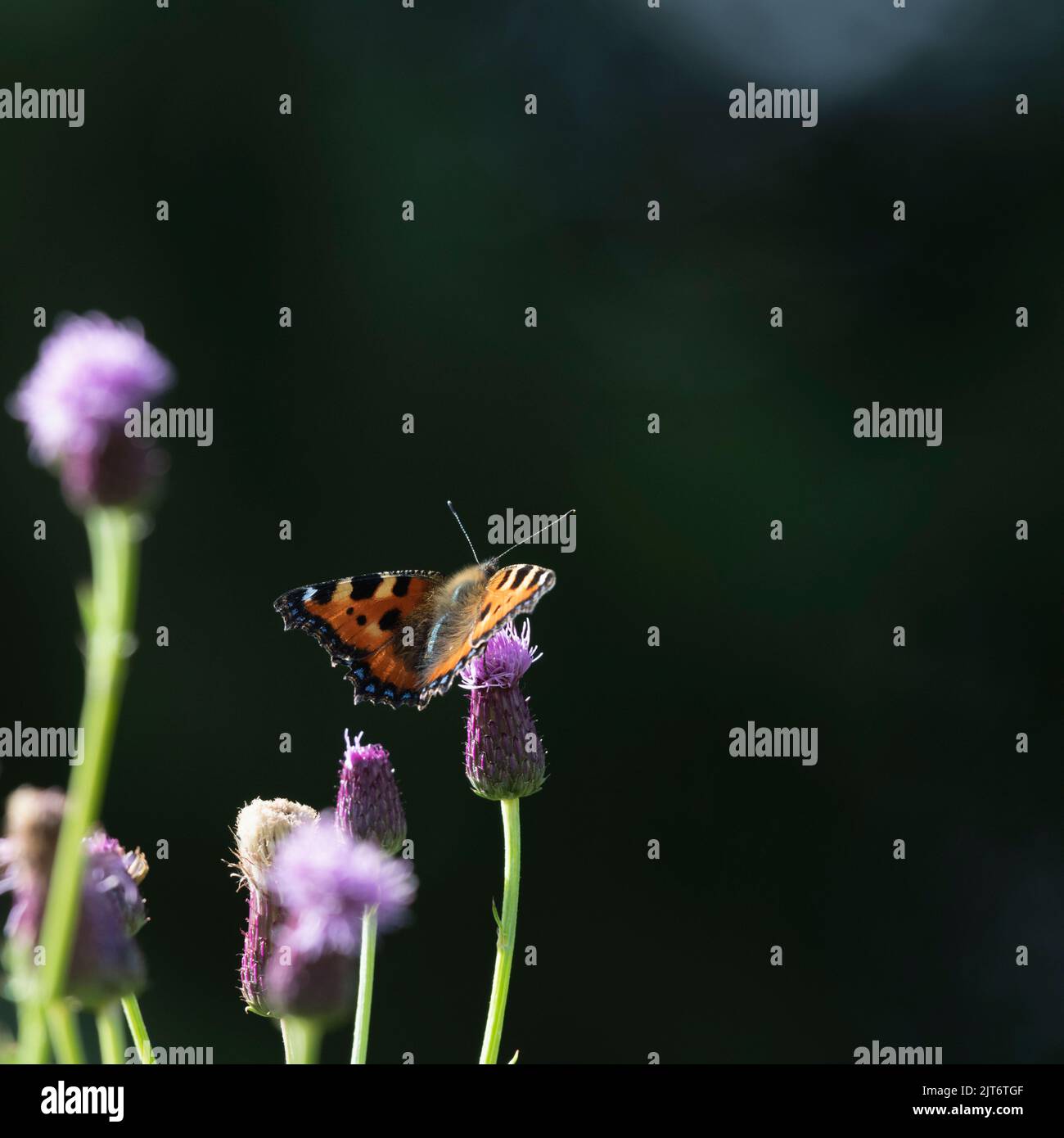 Fiori di cardo strisciante (Arvense di Cirsium) contro uno sfondo scuro con una piccola Butterfly Tortoiseshell Basking in Sunshine Foto Stock