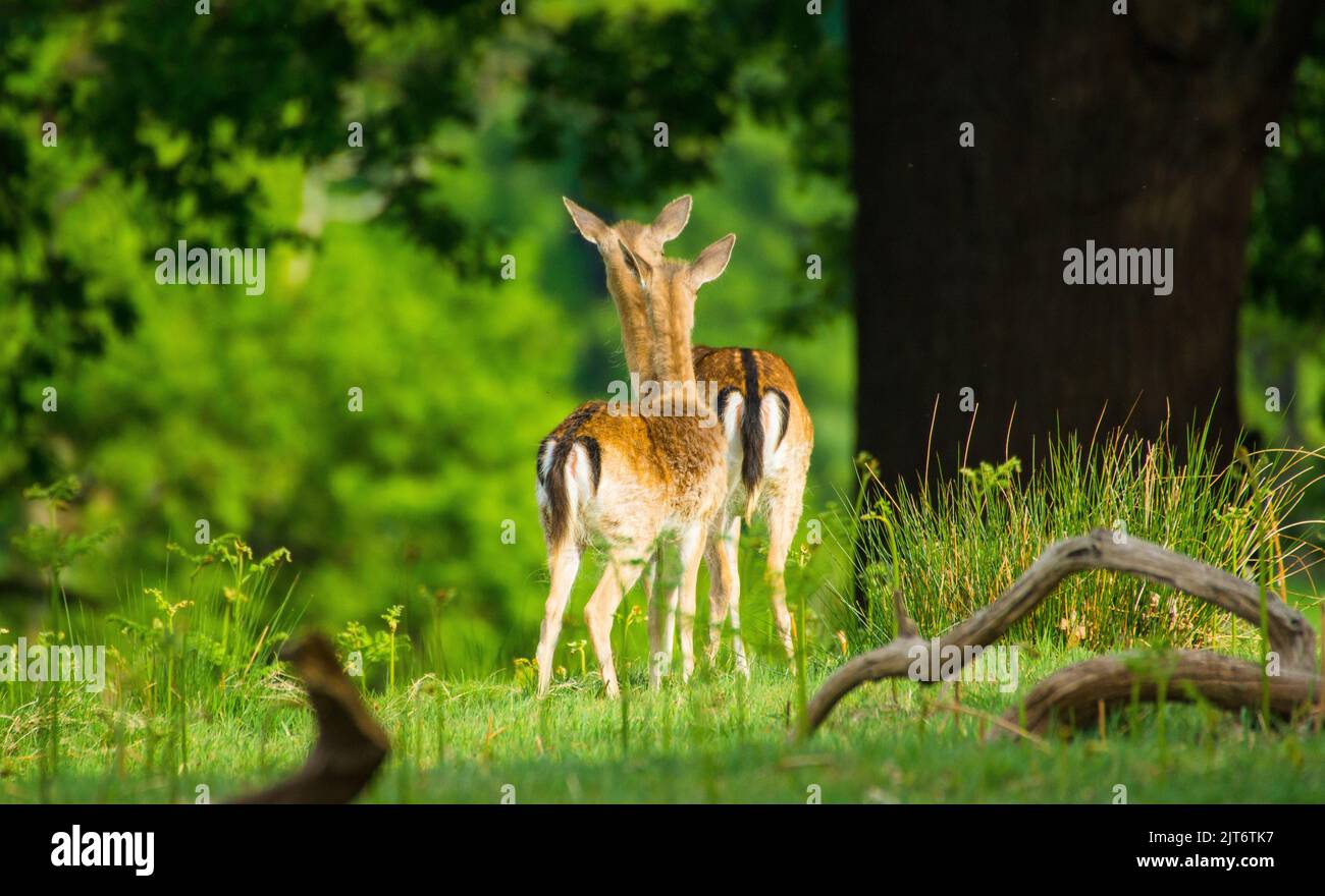 Due cervi che guardano attraverso i boschi Foto Stock