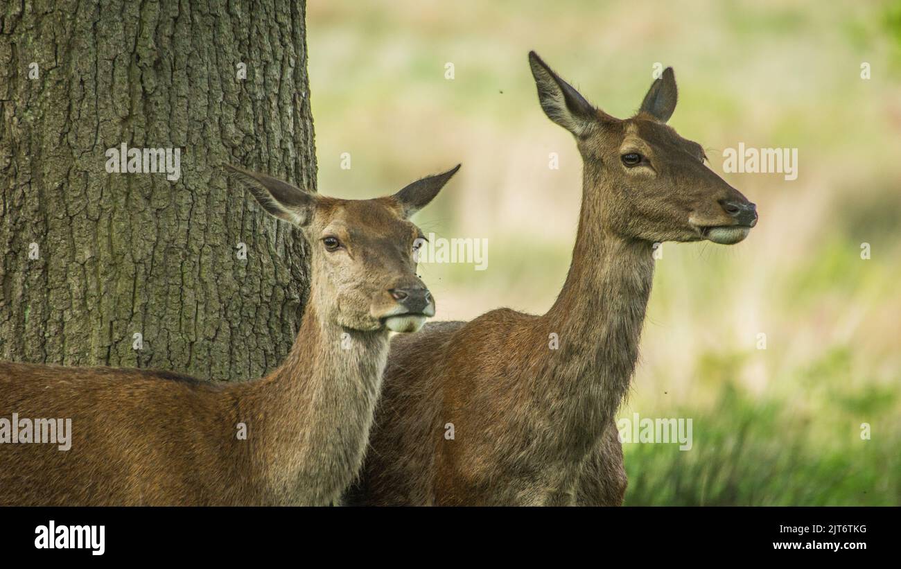 Due cervi femminili che guardano Foto Stock