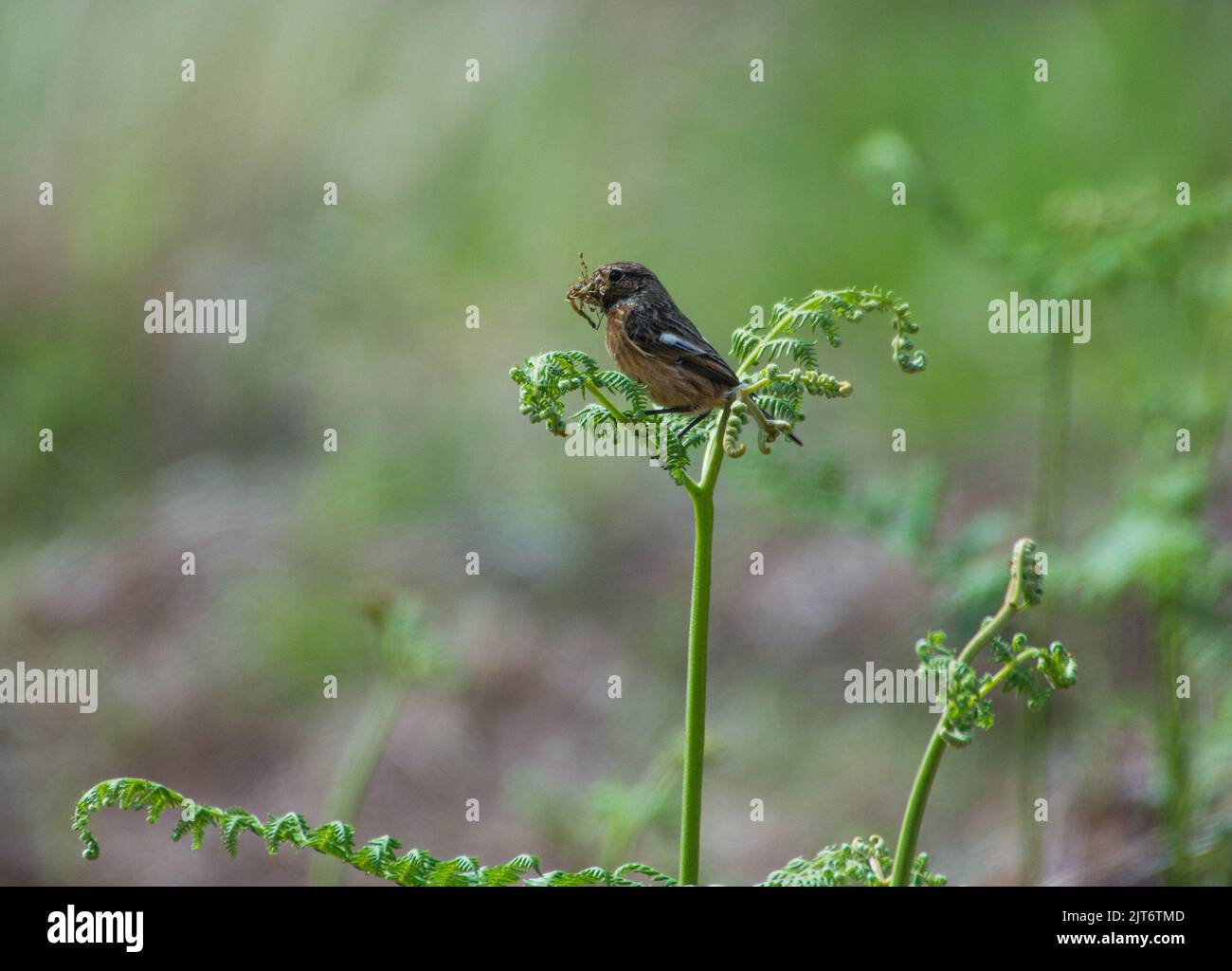 Piccolo raduno di uccelli marrone per il relativo Nest Foto Stock