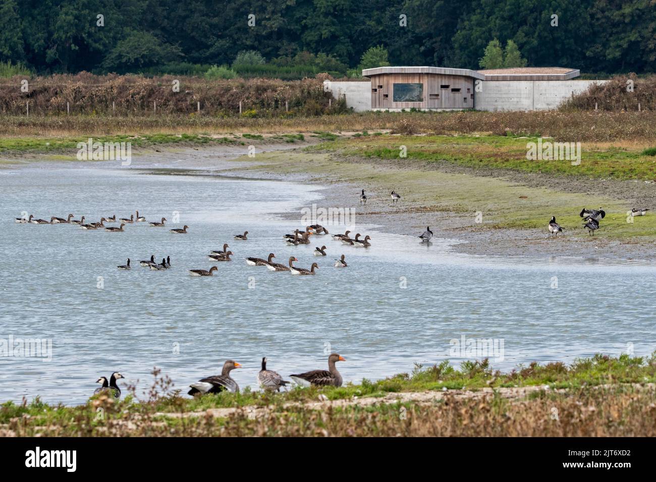 Gregge di oche di fronte alla pelle di uccelli a Waterdunen, riserva naturale lungo la Scheldt occidentale / Westerschelde, Zeeuws-Vlaanderen, Zeeland, Paesi Bassi Foto Stock