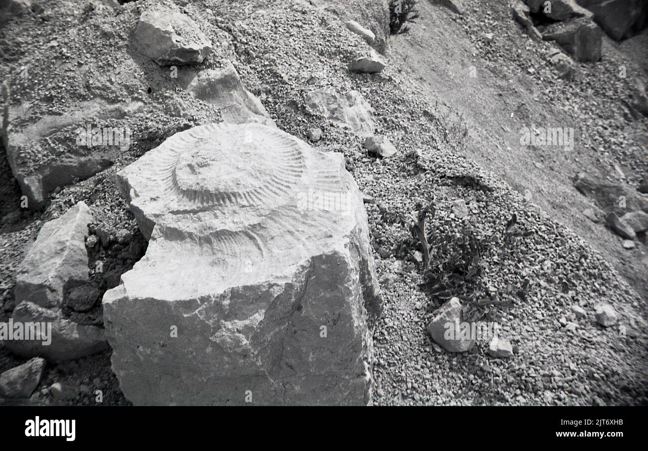 1980s, un'ammonite su una roccia sulla spiaggia, Inghilterra, Regno Unito. I fossili a forma di spirale di ammoniti sono una vista familiare sulle spiagge di tutta la Gran Bretagna. Ammoniti - animali marini appartenenti alla classe Cephalopoda - visse durante i periodi Giurassici e Cretacei della storia e poi morì circa 66 milioni di anni fa, intorno allo stesso tempo in cui i dinosauri scomparvero. Foto Stock