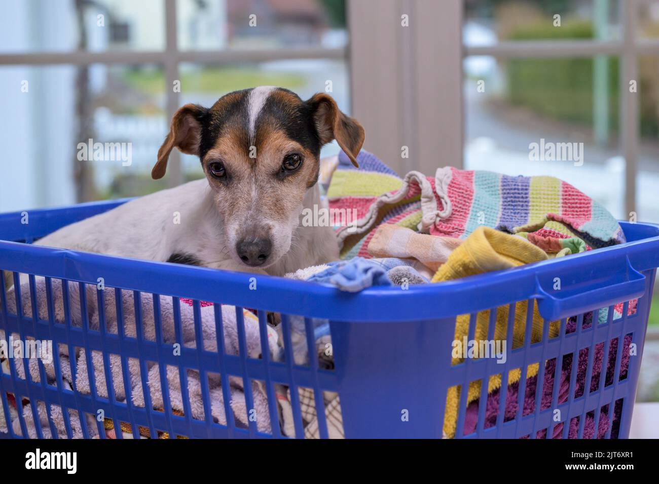 Il cane si trova in un cesto della lavanderia con lavanderia appena lavata piegata e stirata al coperto. Cagnolino Jack Russell Terrier 10 anni. Tipo di capelli lisci Foto Stock