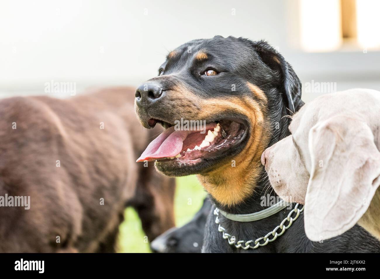 Rottweiler cane, testa ritratto, primo piano. Ritratto di un adulto rottweiler nella natura in estate. Collare anti-zecca. Foto Stock