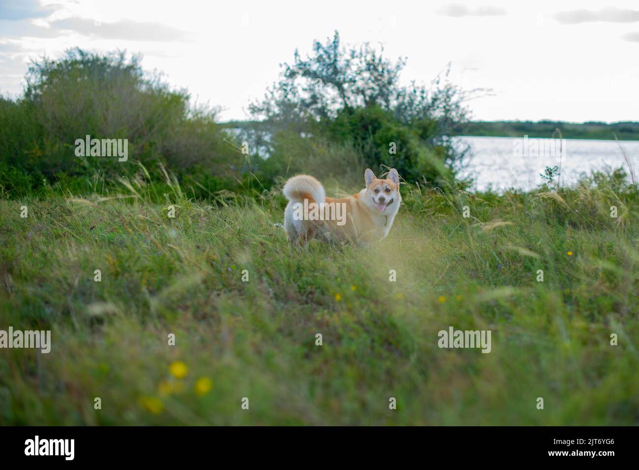 corgi reali nella steppa cammina da soli Foto Stock