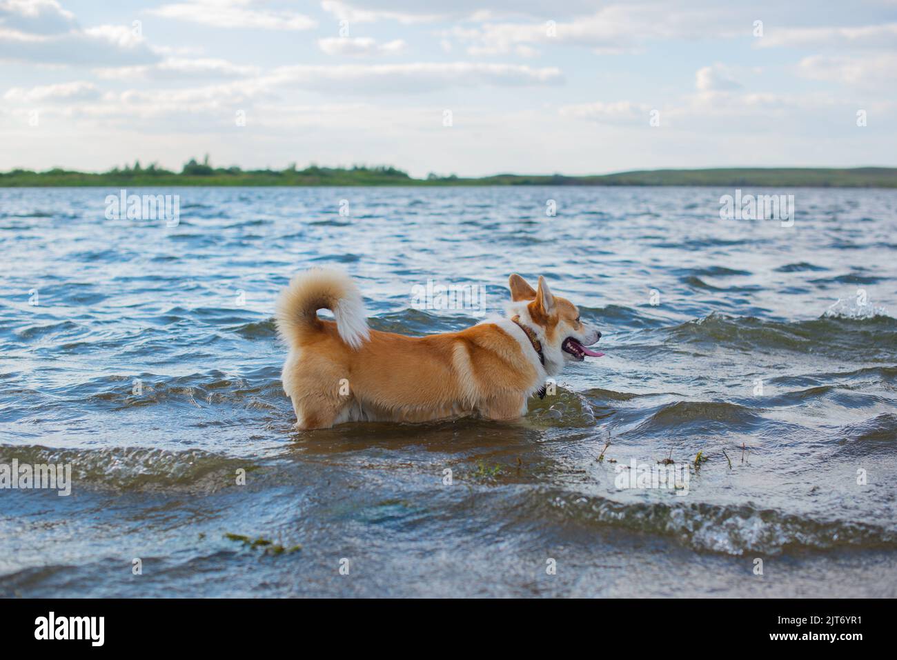 i corgi reali di razza del cane bagna nel fiume Foto Stock