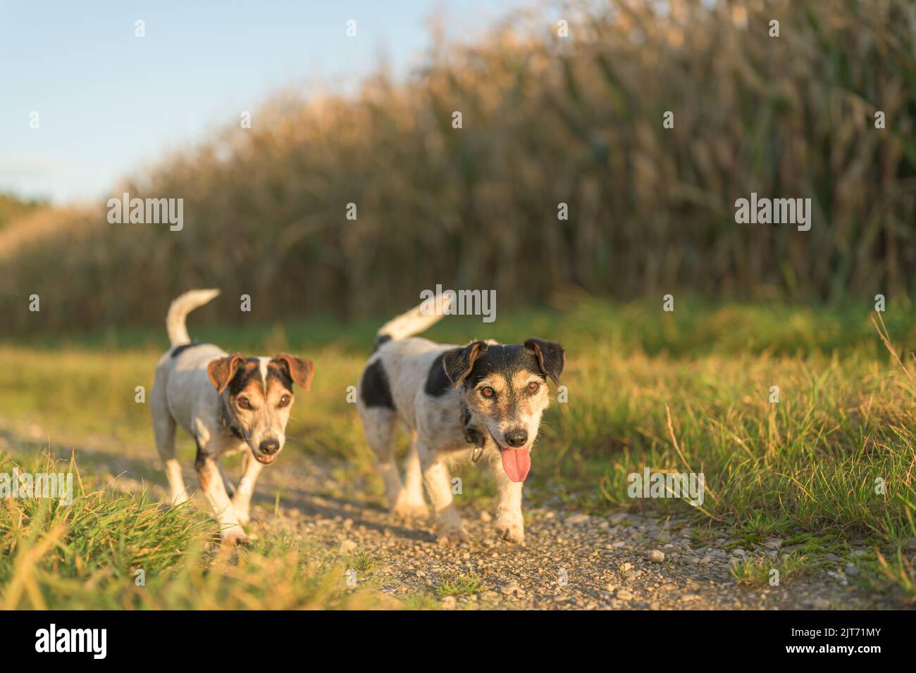 due simpatici cani di bellezza russell jack terriers camminano da soli su un sentiero vicino ai campi di mais in autunno. entrambi i cani hanno 13 e 10 anni Foto Stock