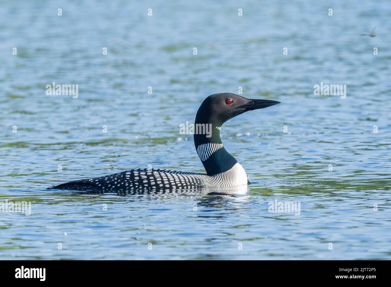 Un Loon comune in Alaska Foto Stock
