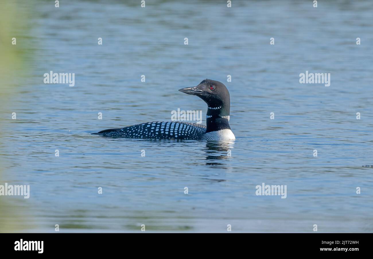 Un Loon comune in Alaska Foto Stock
