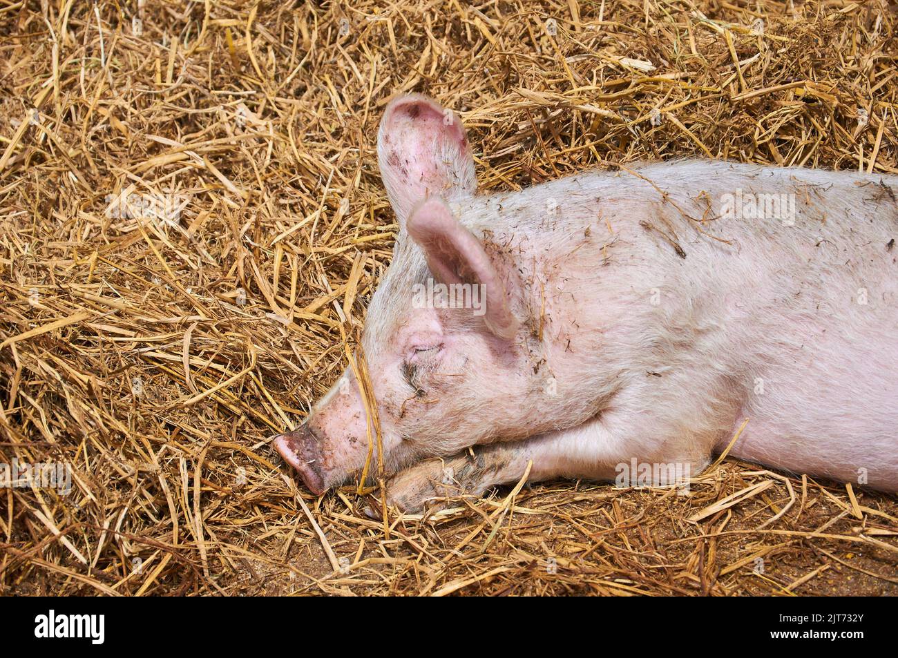 il maiale piccolo dorme nella paglia Foto Stock