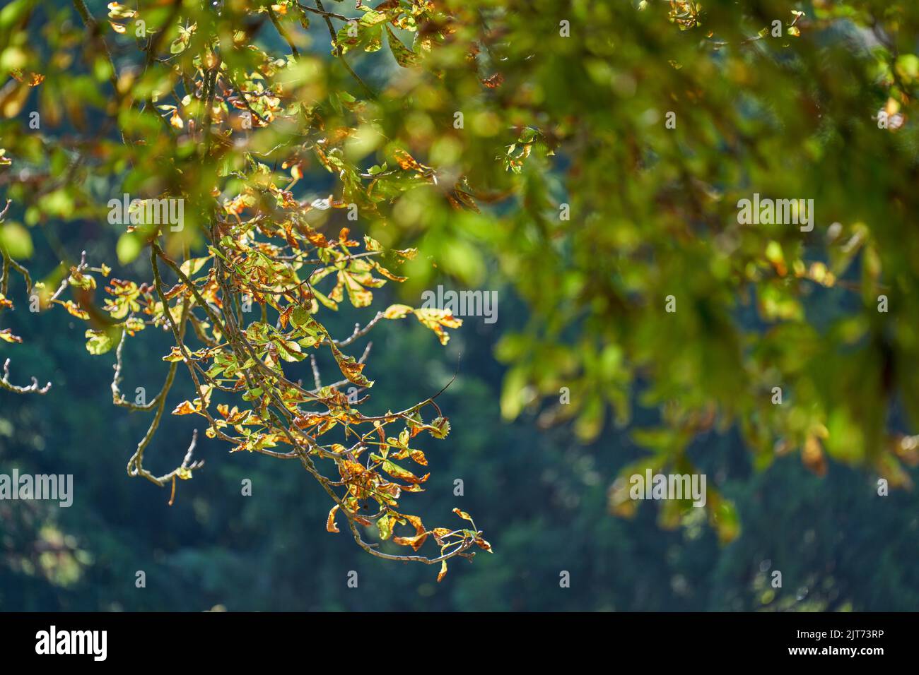 Foglie di ippocastano distrutte dal falco minerario delle foglie di ippocastano (Cameraria ohridella) Foto Stock