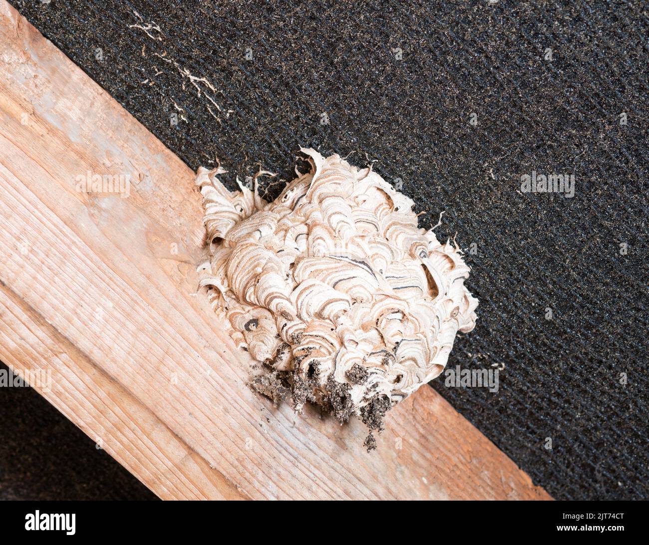 Un wasp's accanto all'interno dello spazio sul tetto di un edificio Foto Stock