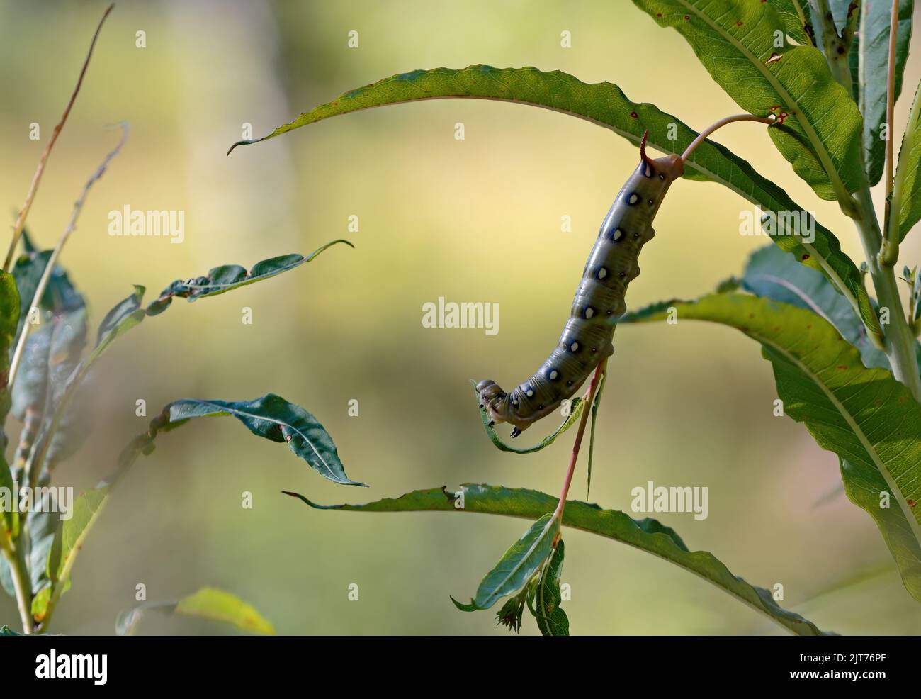 Bruco di falce che si nutrono su rosebay salice erba Foto Stock