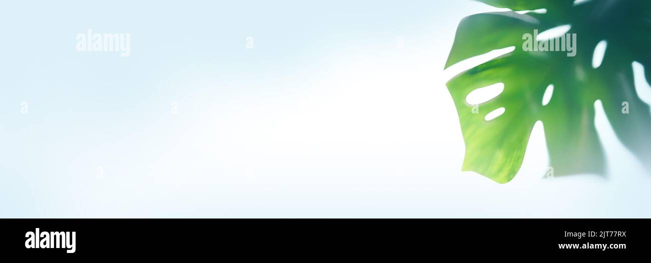Banner. L'ombra di mostera tropicale lascia su uno sfondo di tessuto. Con uno spazio per copiare. Un modello per il prodotto. Foto di alta qualità Foto Stock
