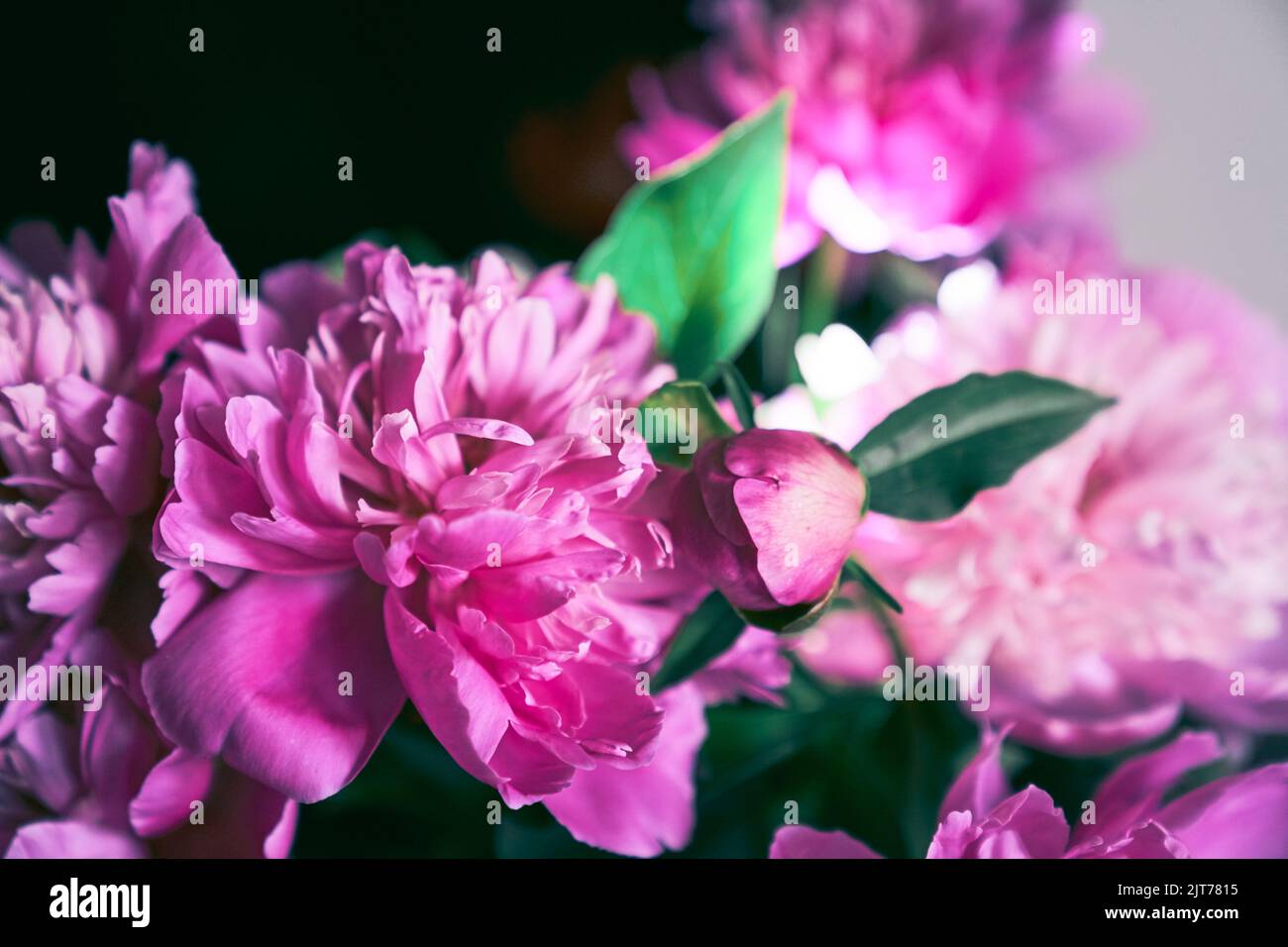 Molte peonie rosa in colori pastello primo piano con foglie verdi, motivo floreale. Concetto di design per una cartolina. Foto di alta qualità Foto Stock