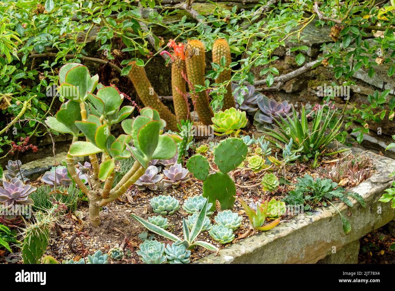 Cactus e succulenti in una conca di pietra a Great Dixter, Northiam, East Sussex, UK. Fiore di Cactus Foto Stock