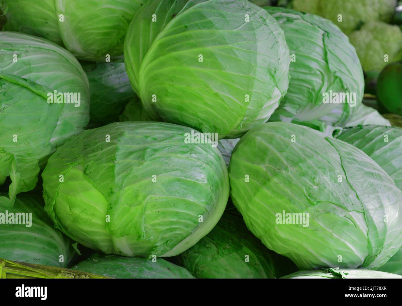 Verdure verdi e frondosi - cavolo Foto Stock