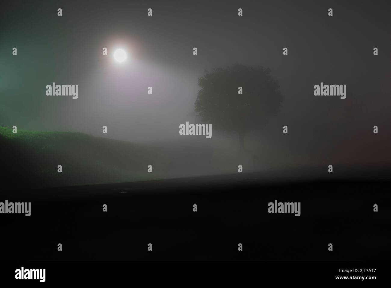 Albero e luce nella nebbia pre-alba. Foto Stock
