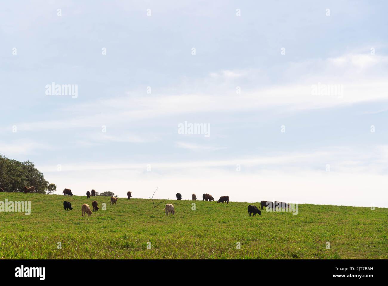 Animali da fattoria in allevamento estensivo in un allevamento di bestiame. Allevamento di bestiame. Azienda agricola di produzione. Bovini di manzo. Bovini di manzo. Foto Stock