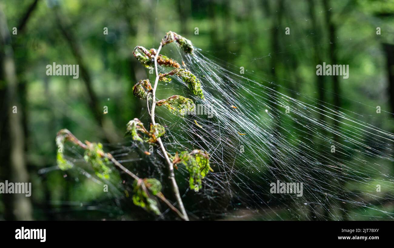 Cankerwork larva di seta che copre gli alberi del bosco Foto Stock