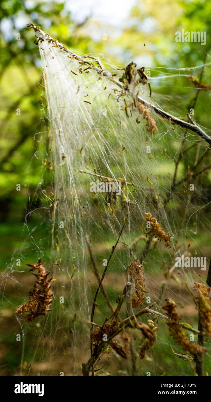 Cankerwork larva di seta che copre gli alberi del bosco Foto Stock