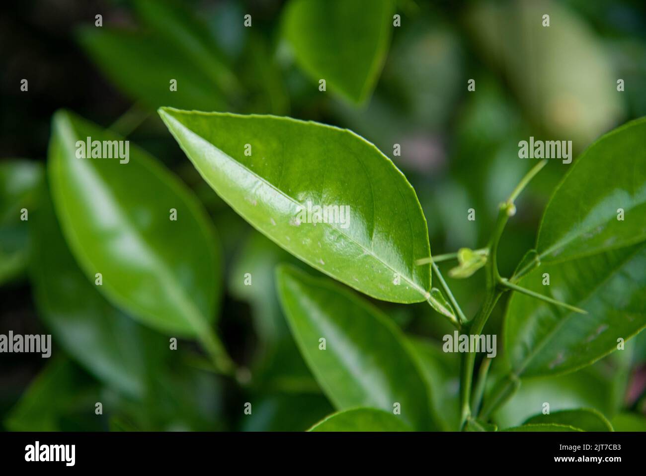 Albero di frutta foglie di Citrus aurantium subsp. Bergamy. Nome popolare: Tangerine. Origine: Asia caratteristiche: I tangerini sono un gruppo di agrumi ricchi Foto Stock