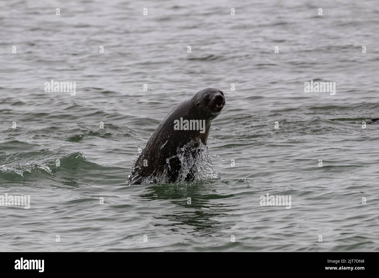 Foca di Capo, Arctocephalus pusilus pusilillo, un salto di foca nel mare in Namibia Foto Stock