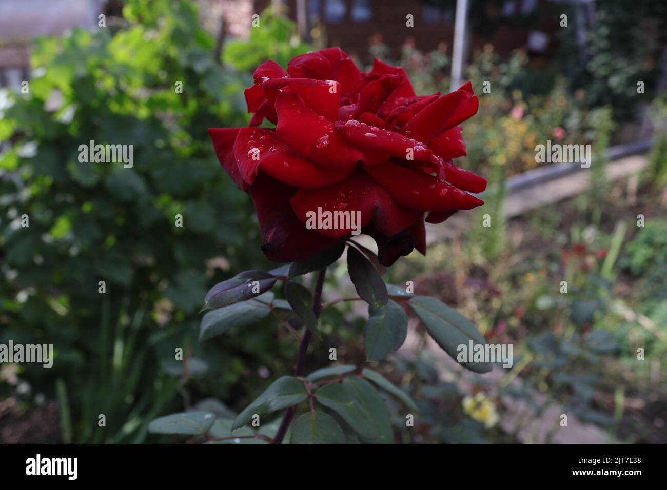 Una cornice più stretta realizzata su una rosa rossa Foto Stock