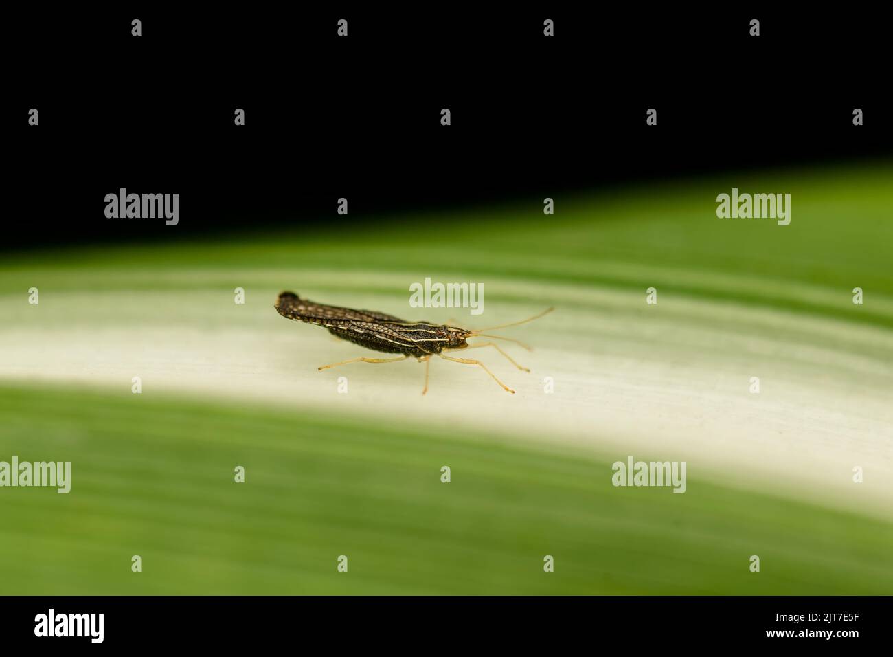 Bug pizzo canna da zucchero adulto sulla foglia di canna da zucchero. Il suo nome scientifico è Leptodictya tabida. Questi insetti stanno succhiando peste. Foto Stock